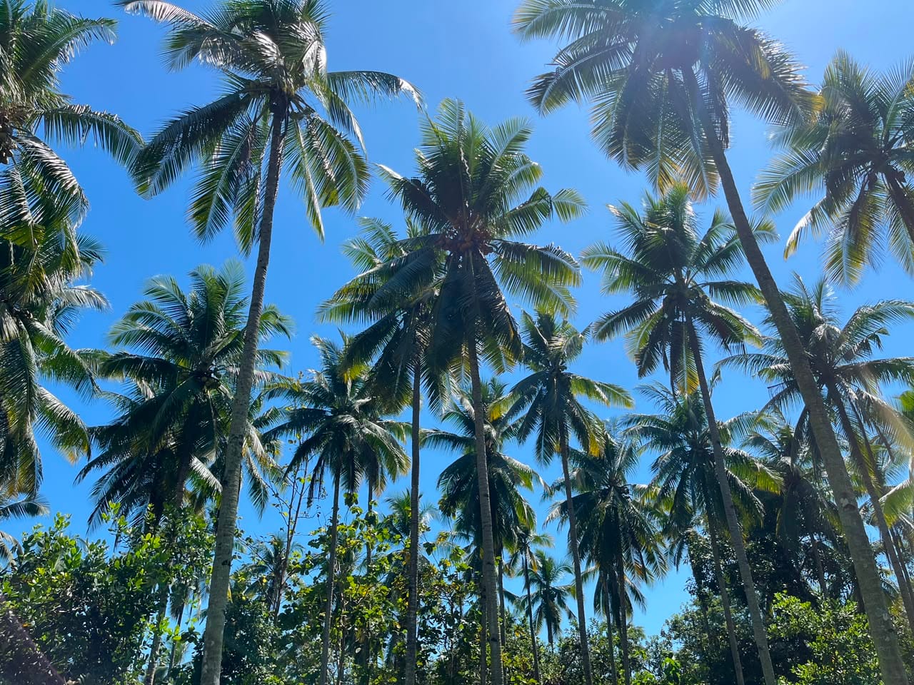 kelapa
