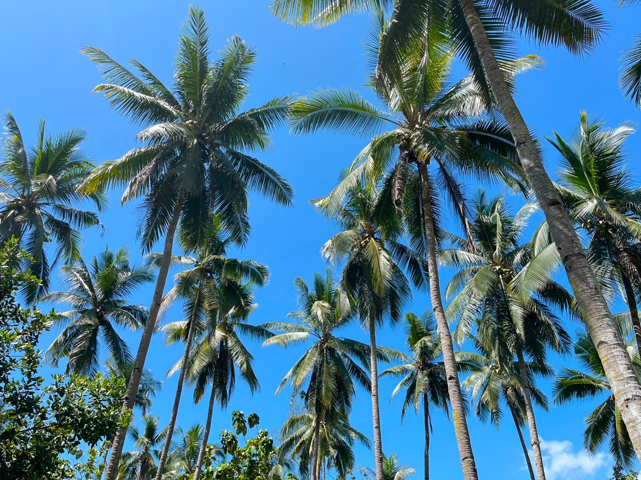 kelapa