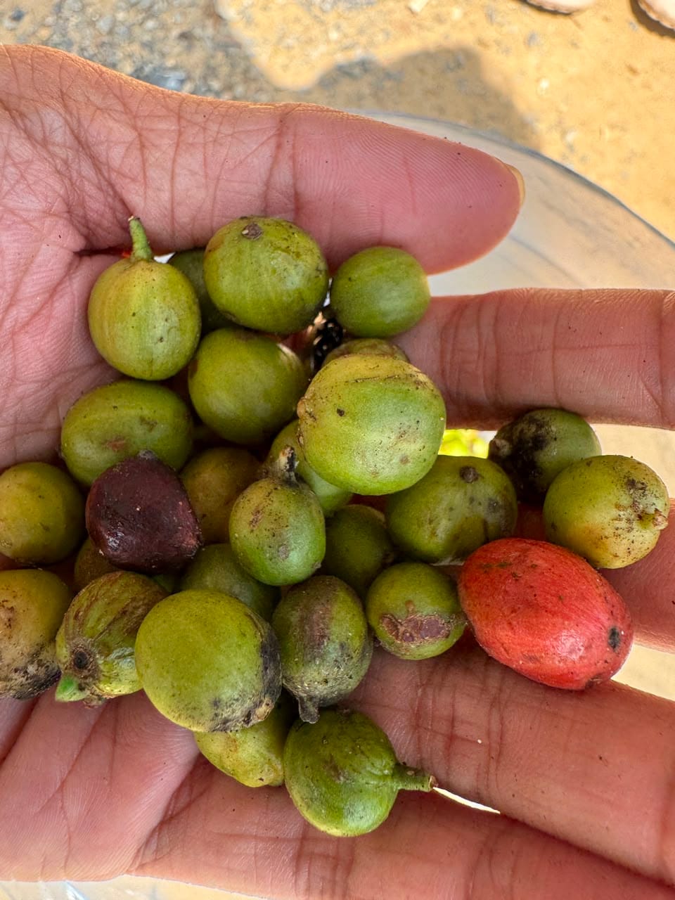 bijikopi