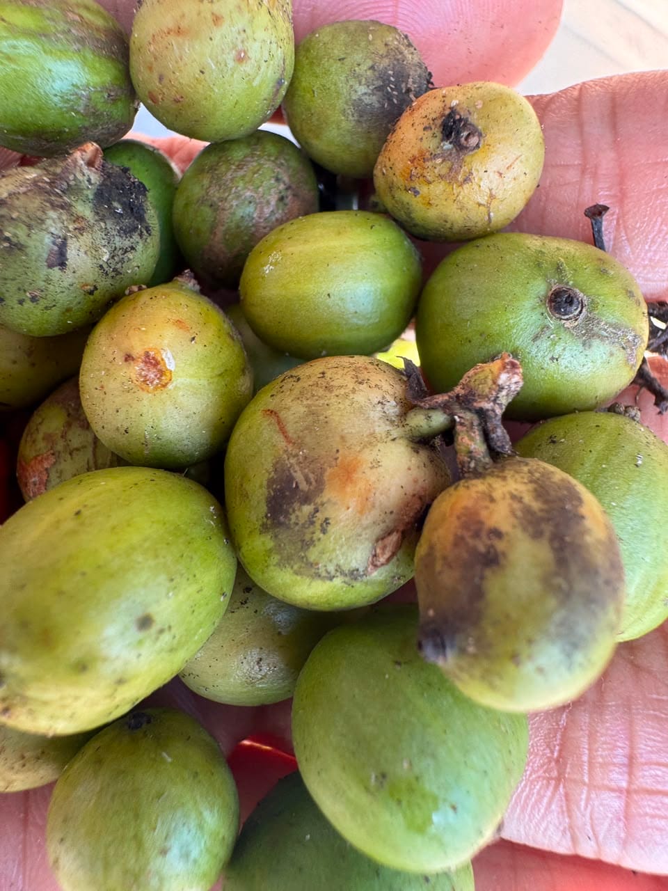 bijikopi