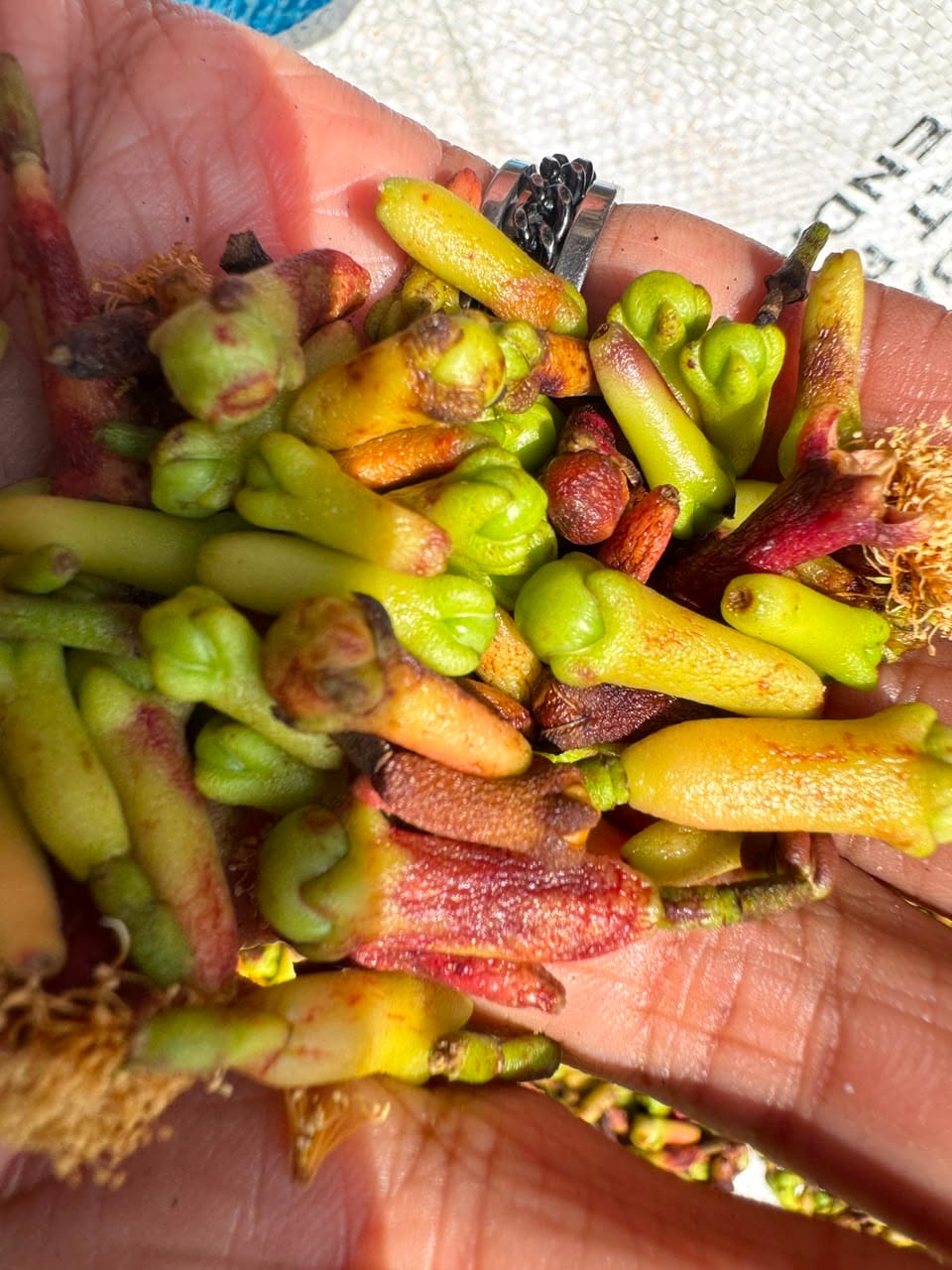 cengkeh