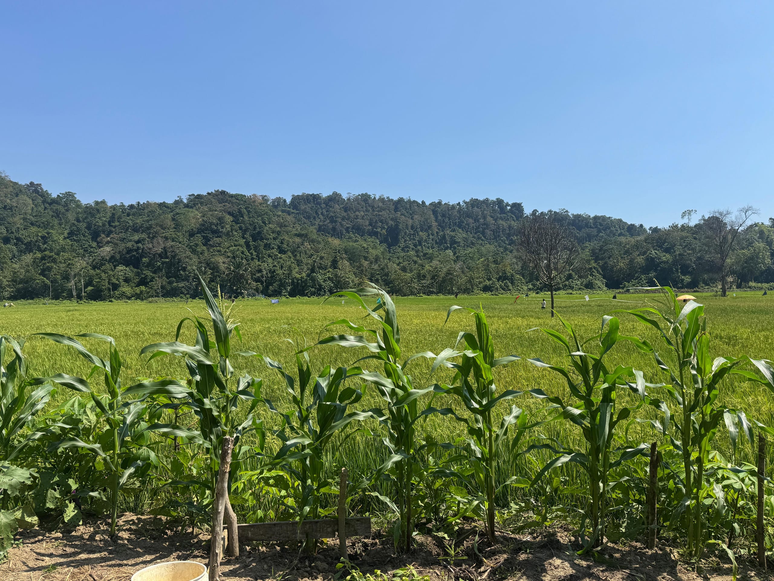 jagung
