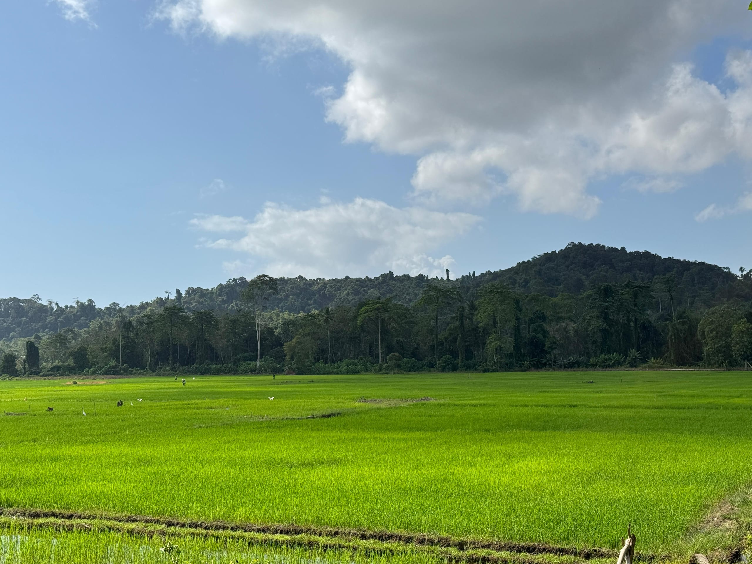 Hasil Bumi & Perkebunan
