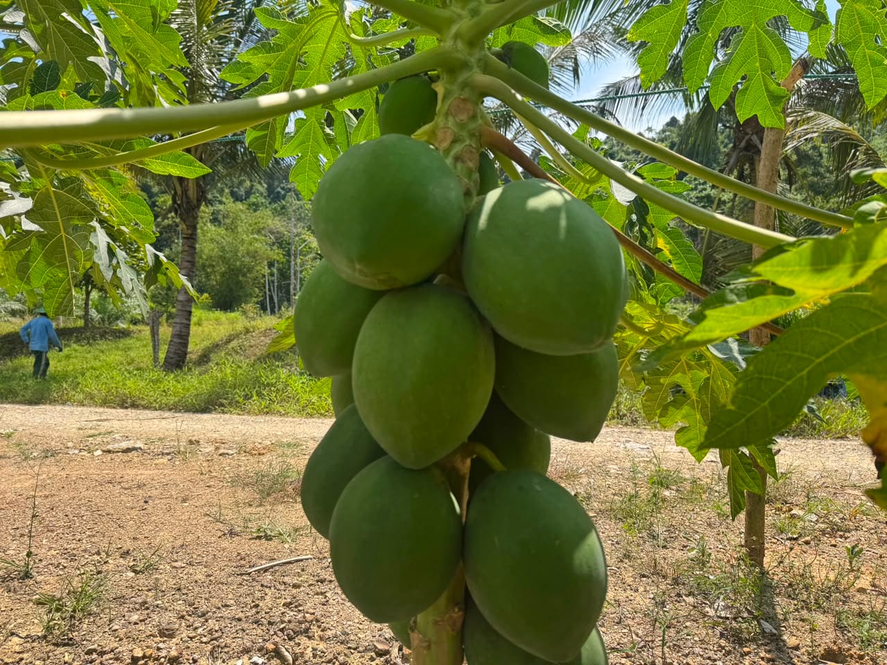 pepaya