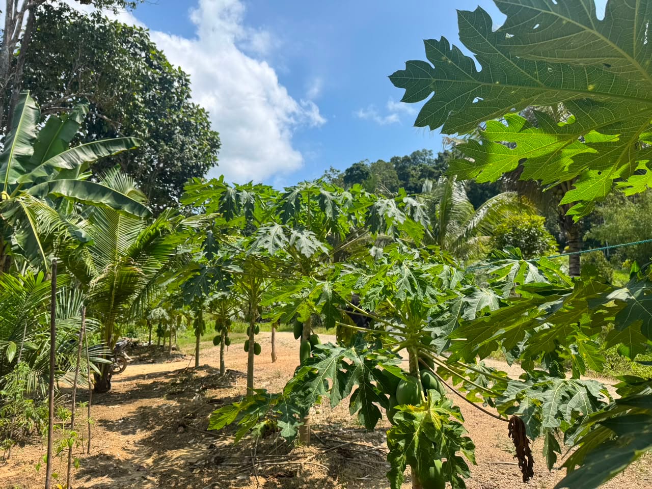 pepaya