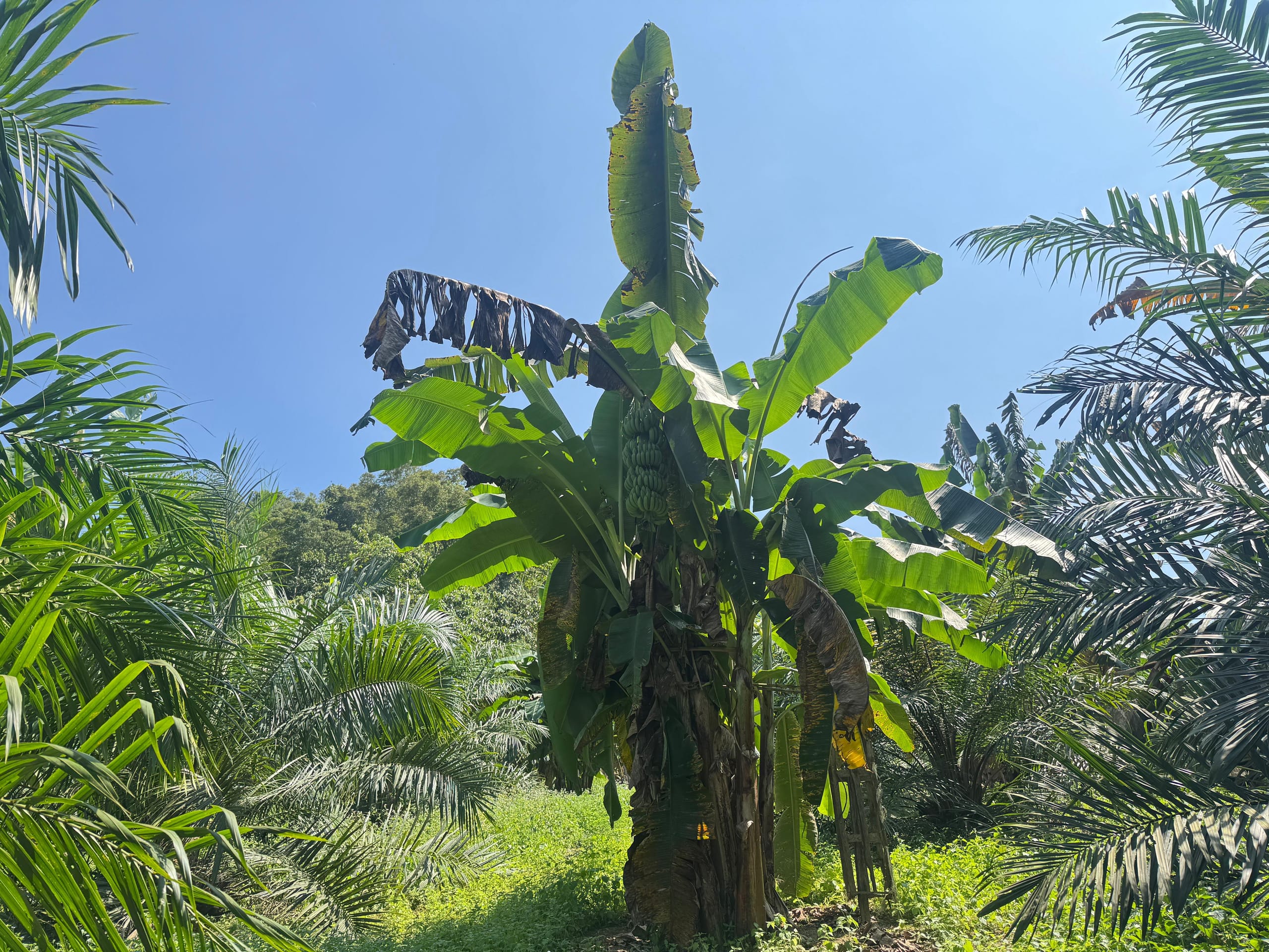 pisang