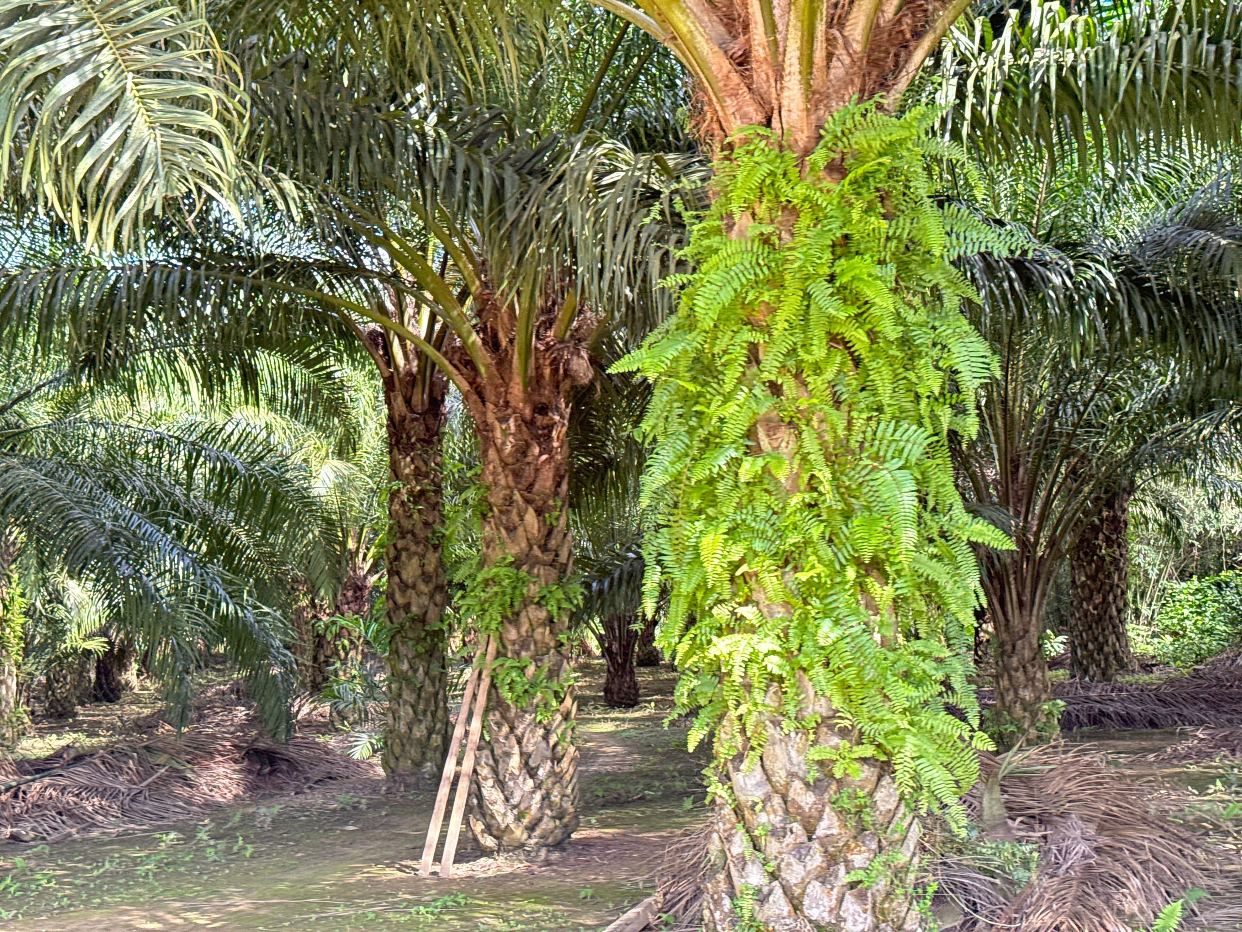 sawit