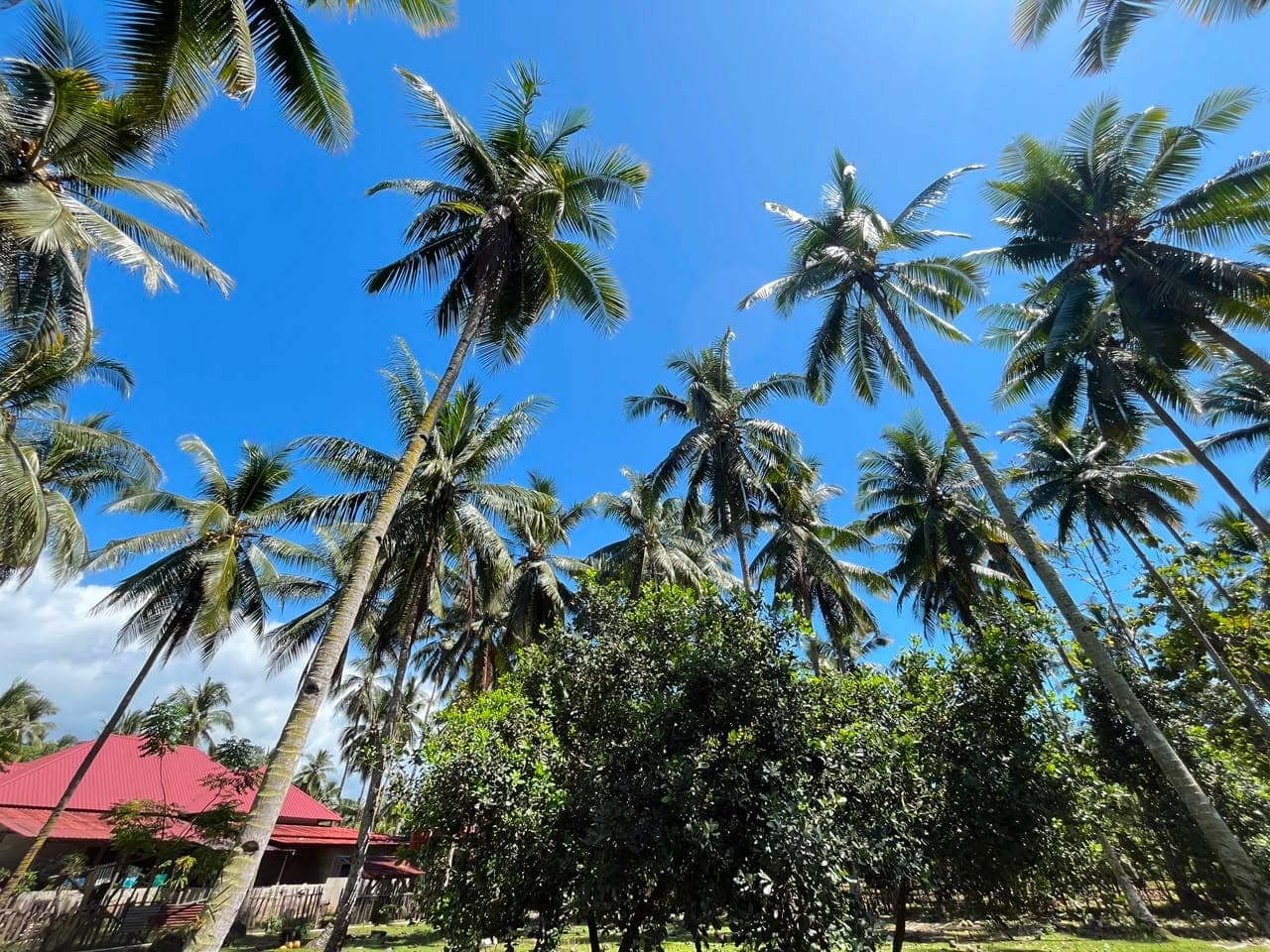 Perkebunan